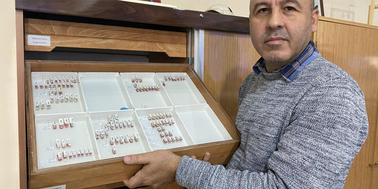 Sivas'ta Yeni Bir Böcek Türü Keşfedildi; Medon Turcicus