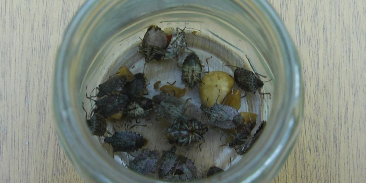 Karadeniz’in Yeni Kabusu ‘Kahverengi Kokarca’, Fındık Rekoltesine Yüzde 10 Zarar Verdi