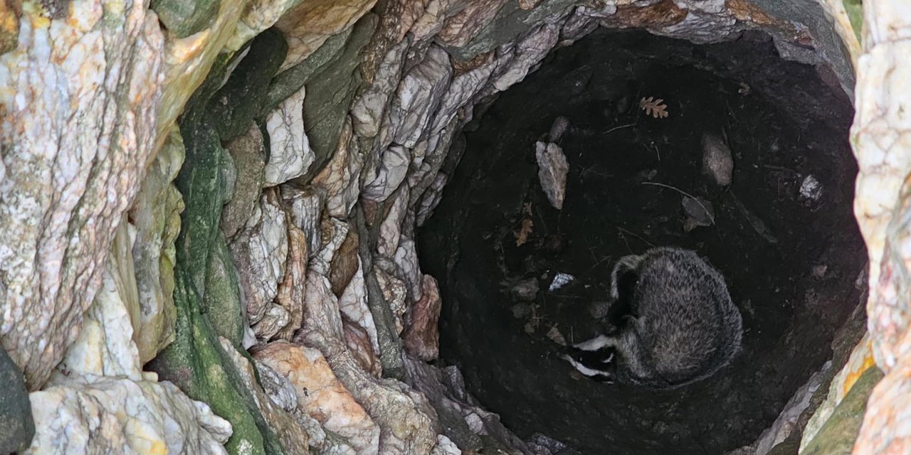 Çanakkale'de 7 Metrelik Kuyuya Düşen Porsuk, Kurtarıldı