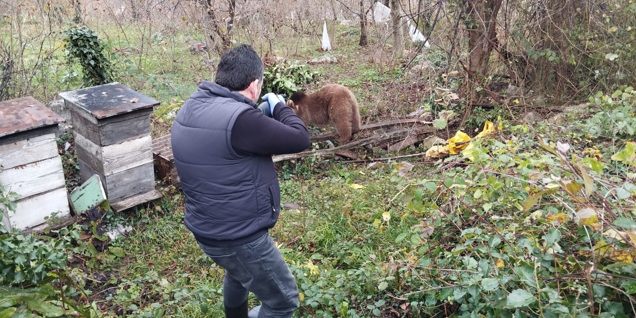 Bahçe Teline Takılan Yavru Ayı Kurtarıldı