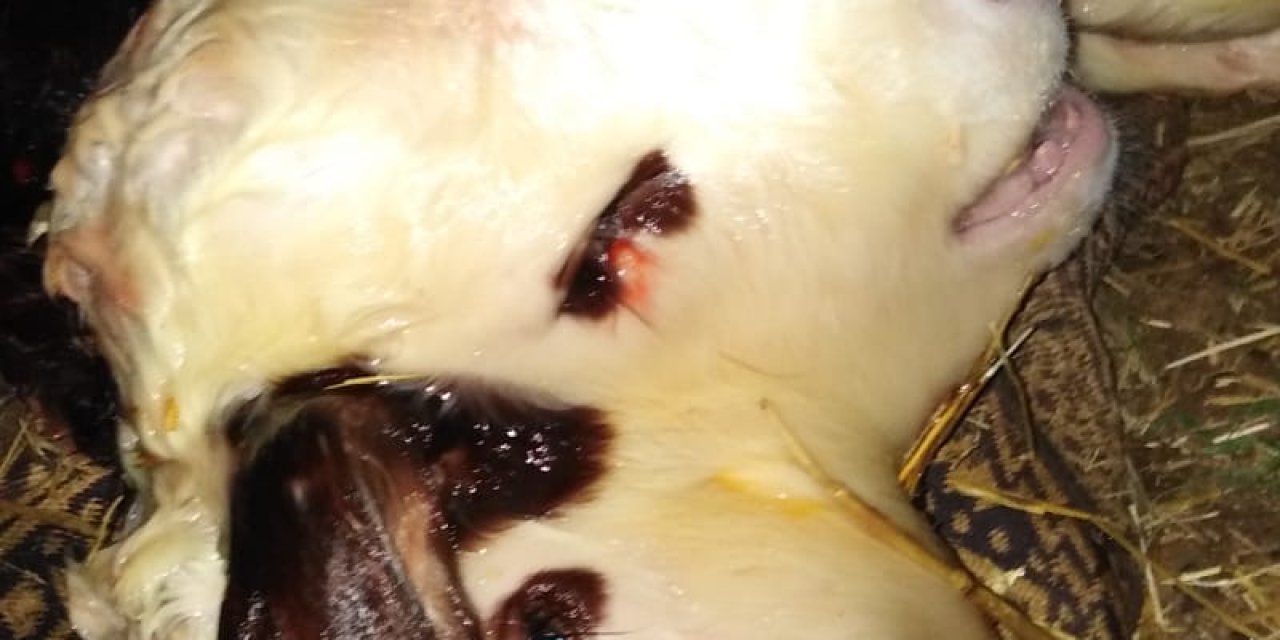 Çift Başlı Dünyaya Gelen Buzağı, 1 Saat Sonra Öldü