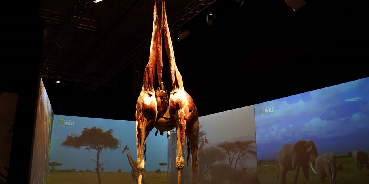 Gerçek Hayvanların Anatomi Sergisi’nin Ziyaret Tarihi Uzatıldı