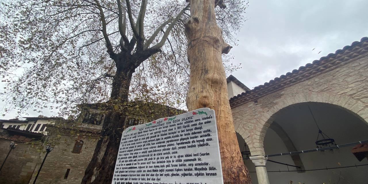 350 Yıllık Ağaç, Heykel Oldu