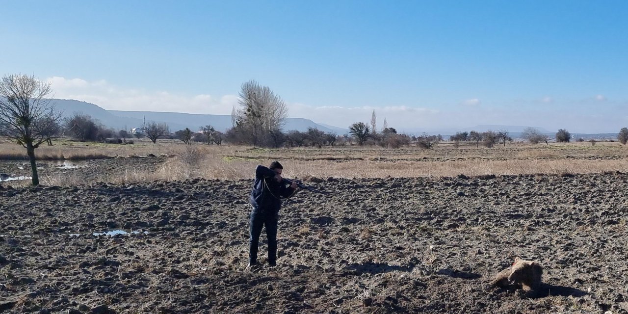 Yaralı Bulunan Bozayı, Bayıltılarak Tedaviye Götürüldü