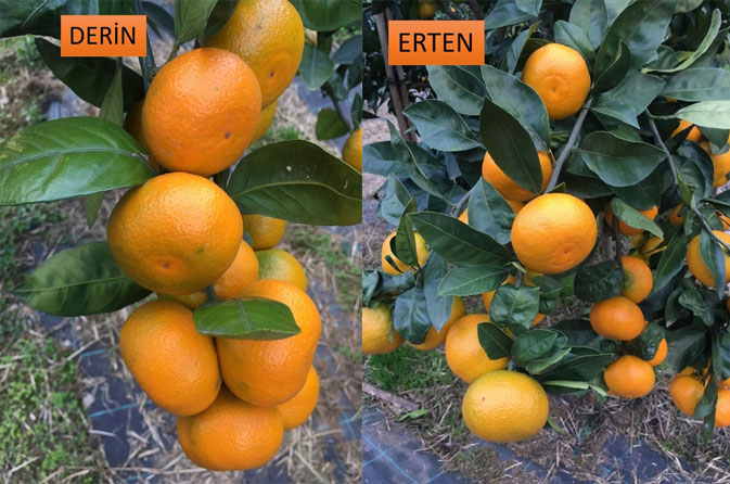 RTEÜ, Türk Çayının Öncüleri Zihni Derin ile Ali Rıza Erten'in İsmini Yaşatacak