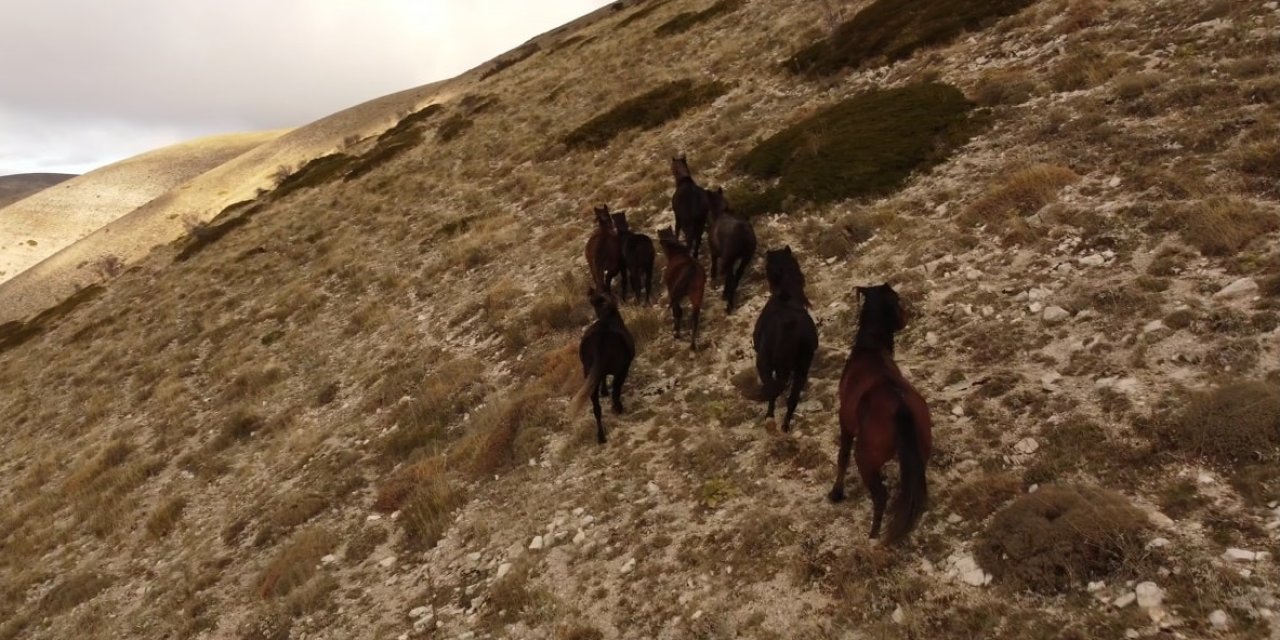Amasya’da Yayladaki Yılkı Atları Dronla Görüntülendi