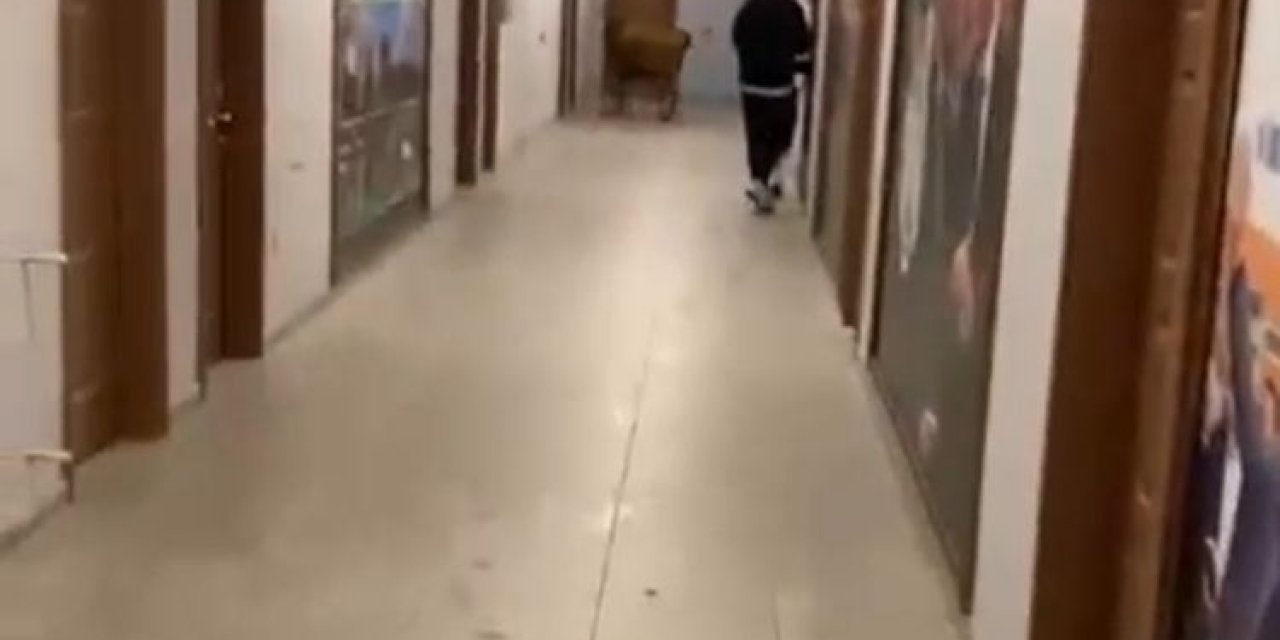 Bahçelievler'de Spor Kulübü Tesisinde İnek Şaşkınlığı