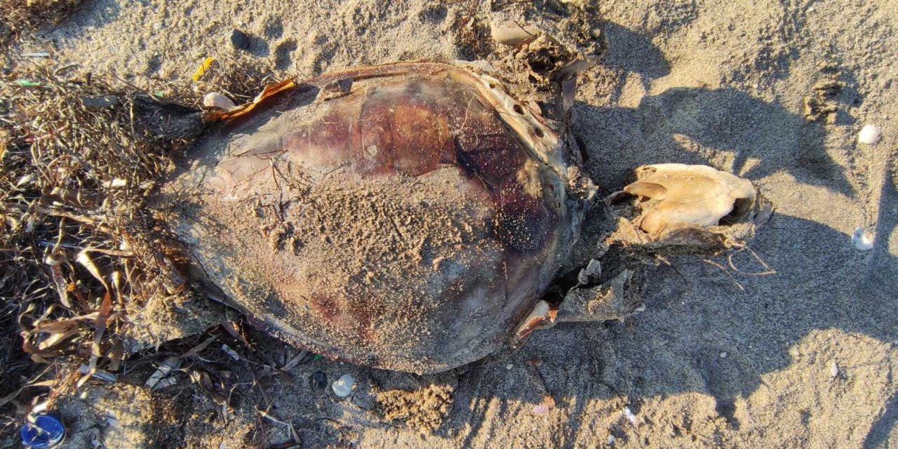 Yavru Deniz Kaplumbağası Sahilde Ölü Bulundu