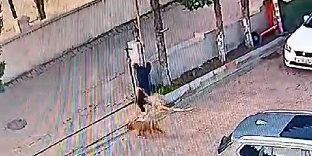 Avcılar'da Kulübede Bağlı Olan Köpeği Çaldılar