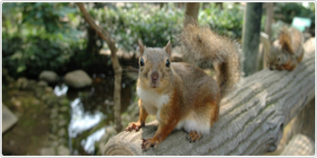 Japonya’daki Hayvanat Bahçesinde İlaçlama Sonrası 31 Sincap Öldü