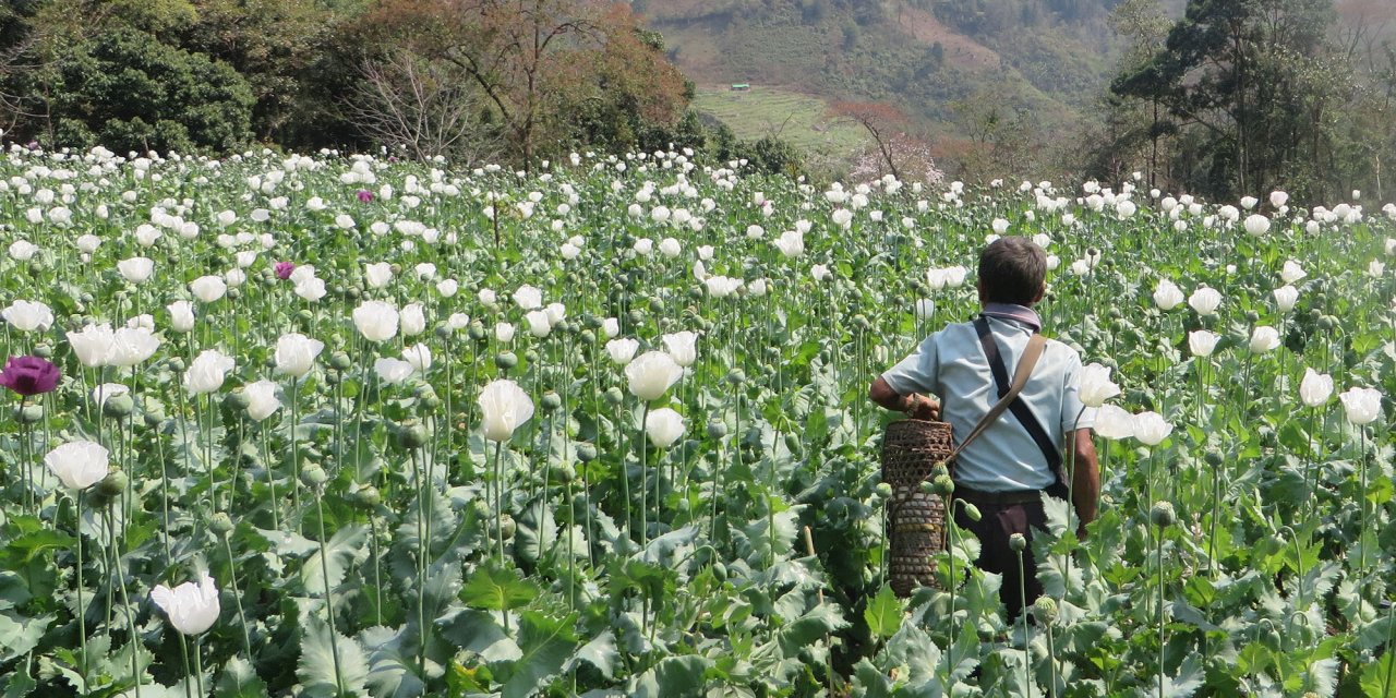 Bm: Myanmar, Afyon Üretiminde Afganistan’ı Geride Bıraktı