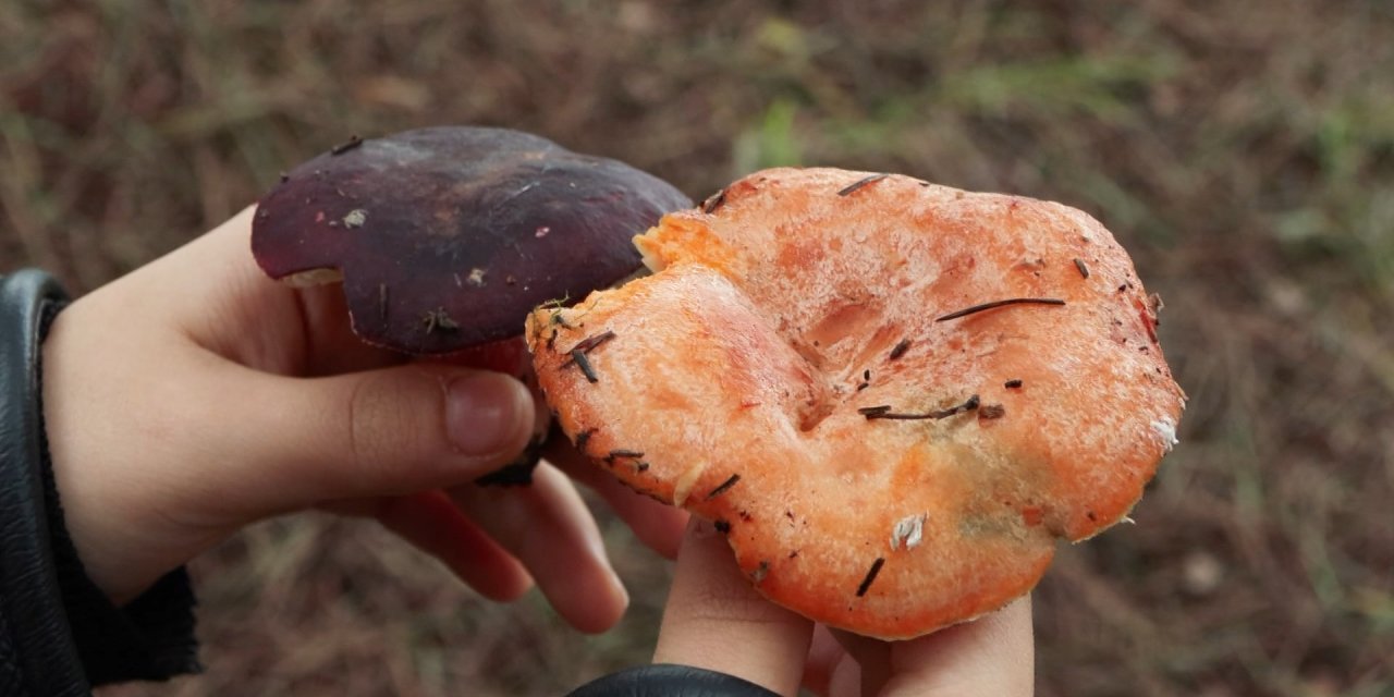 Sarıyer'de "Mantar" Alarmı: 11 Kişi Zehirlendi