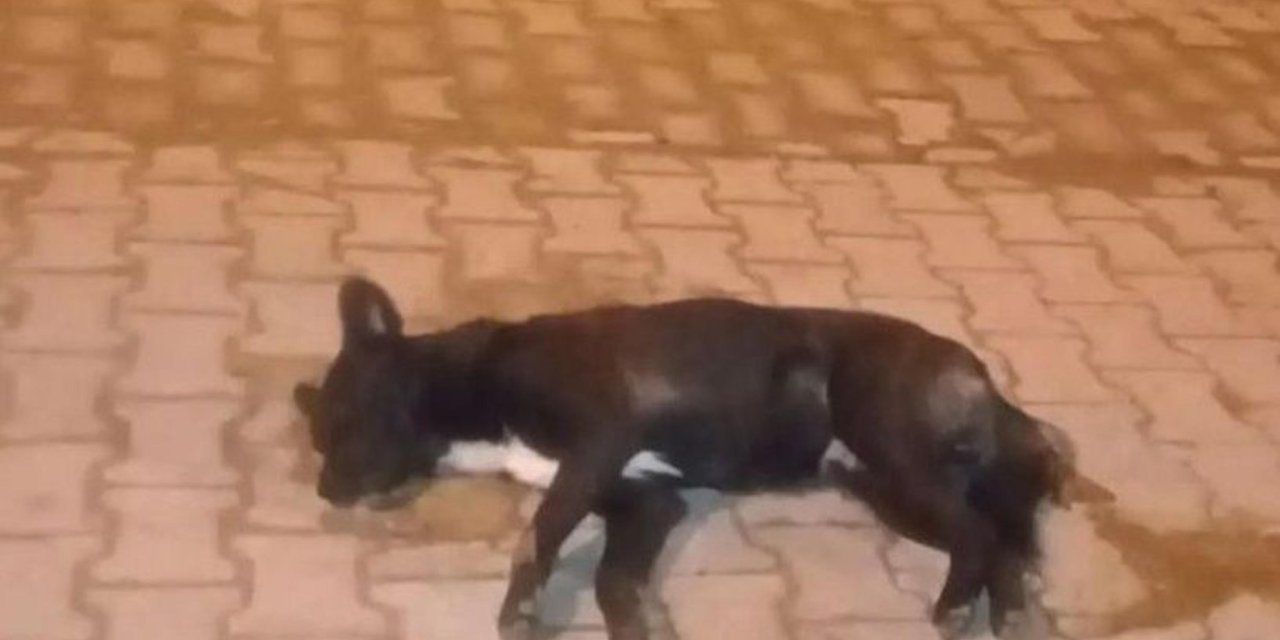Aydın'da Zehirlenen 5 Sokak Köpeği Öldü