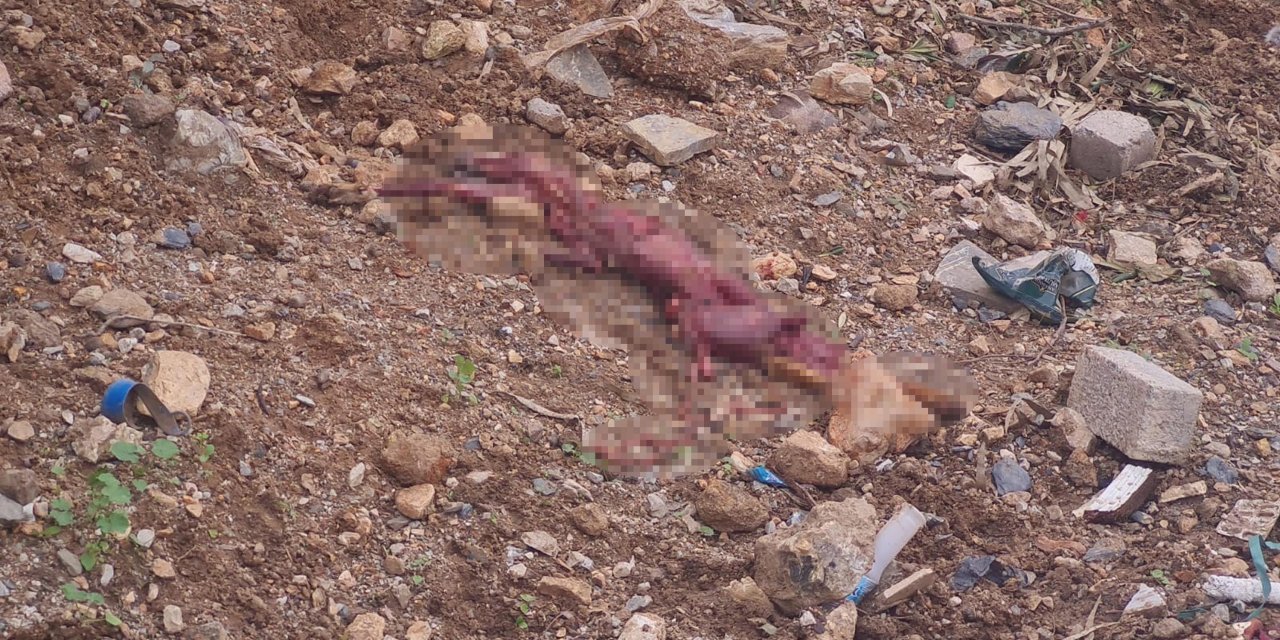 Bodrum'da Derisi Yüzülmüş Tilki Bulundu