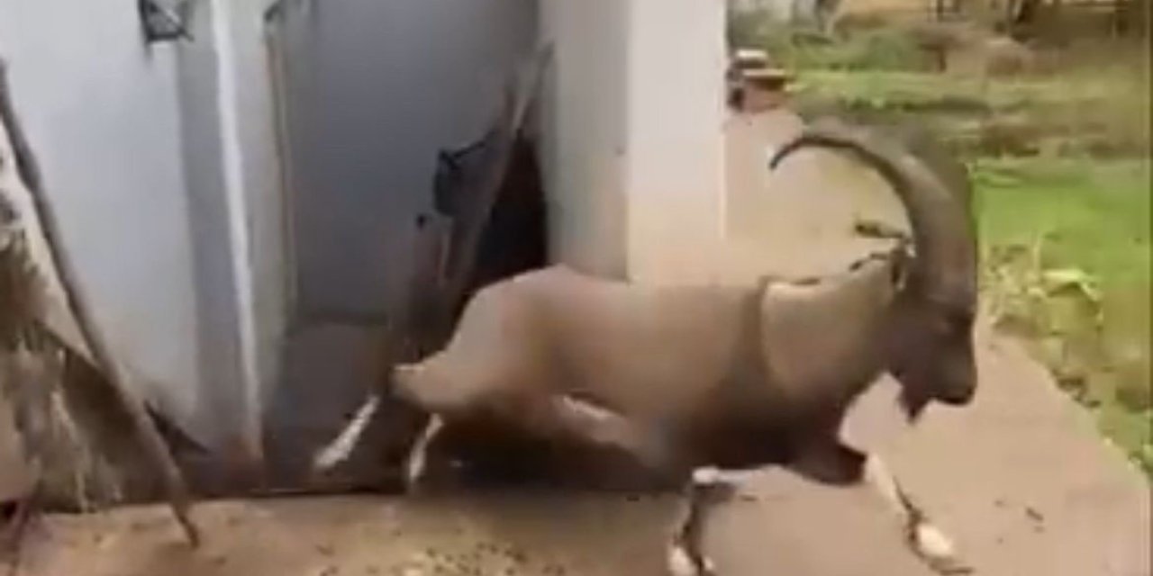 Kazan Dairesinde Mahsur Kalan Yaban Keçisini Binadakiler Kurtardı