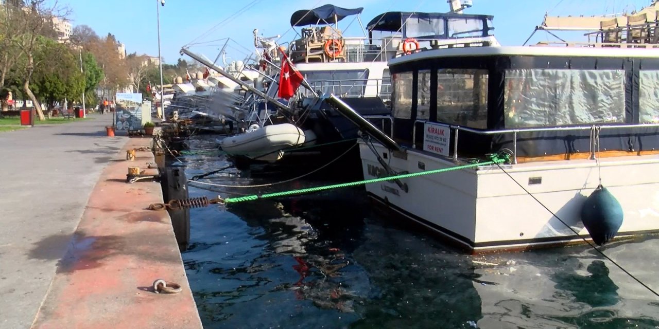 Boğaz'da Denizanası Yoğunluğu