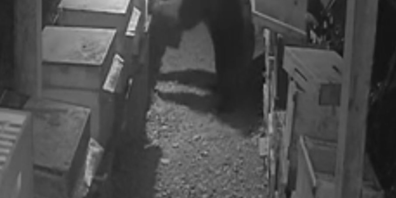 Bozayı Ve Yavrusunun Arı Kovanlarını Parçaladığı Anlar Kamerada