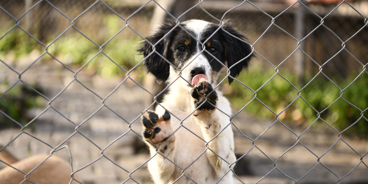 Samsun'da 4 Yılda 23 Bin Sokak Hayvanı Kısırlaştırıldı, 30 Bini Tedavi Edildi