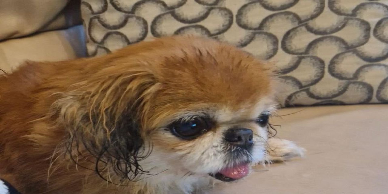 Dublin Havalimanı’na Terk Edilen Küçük Köpek Sahiplendirildi