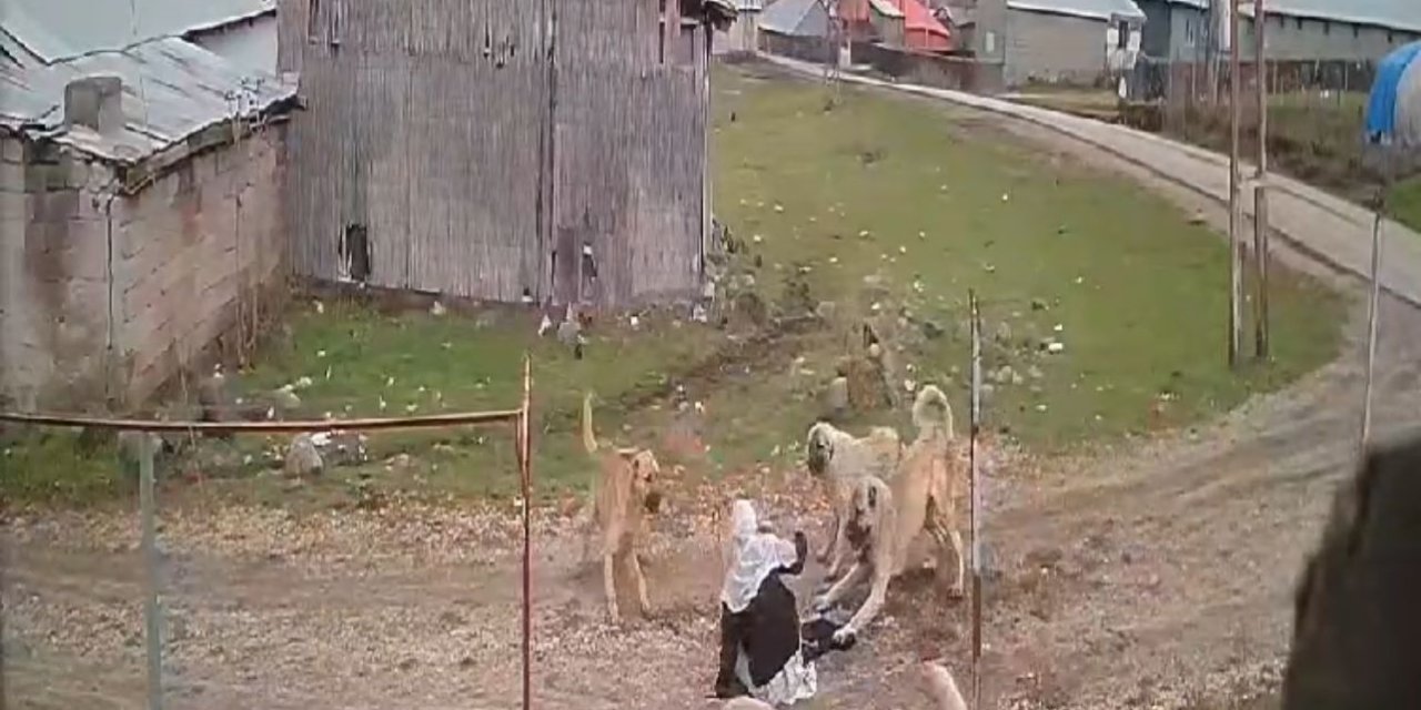 Sokak Köpeklerinin Saldırısına Uğrayan 79 Yaşındaki Kadını Komşuları Kurtardı