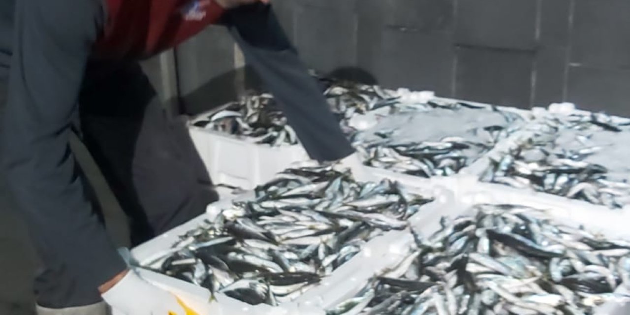 İstanbul'da Kaçak Balık Avcılarına 74 Bin Lira Ceza: Bin 250 Kilo İstavrite El Konuldu