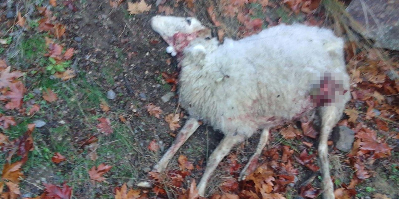 Manisa'da Kurt Saldırısında 4 Koyun Öldü