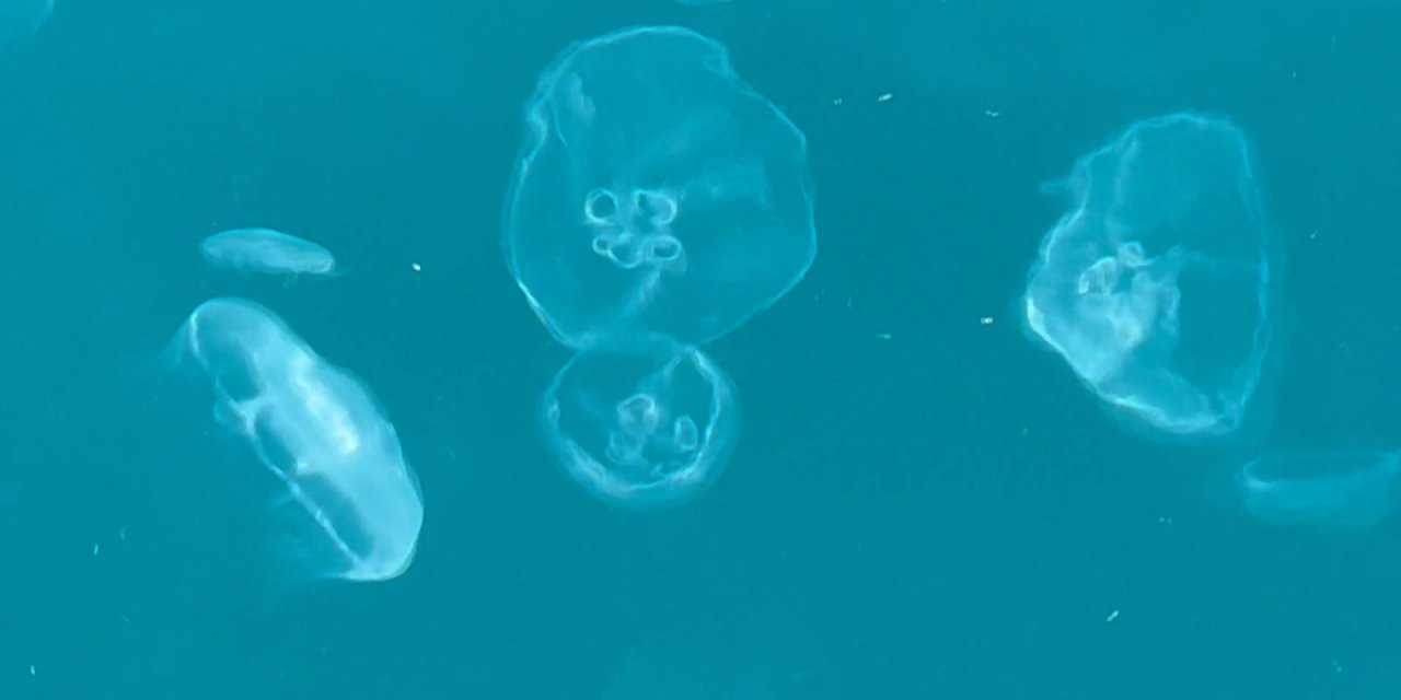 Marmara Denizi'nin Sessiz Çığlığı Denizanaları; Asıl Stok Suyun Altında