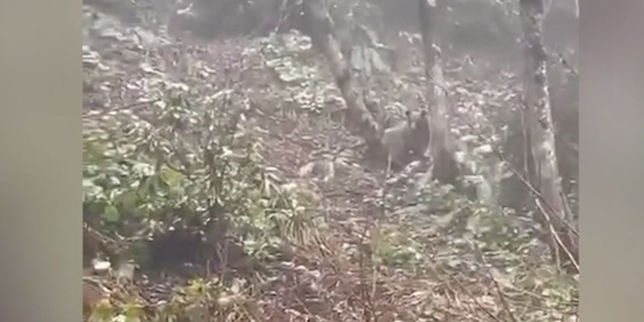 Rize'de yola inen ayı cep telefonu ile görüntülendi