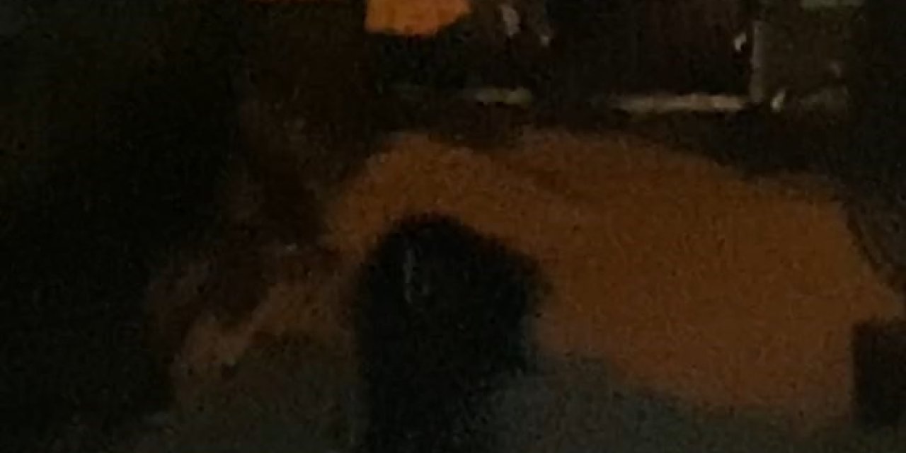 Beylikdüzü'nde Pitbull Gerginliği; 2 Çocuk Yaralandı