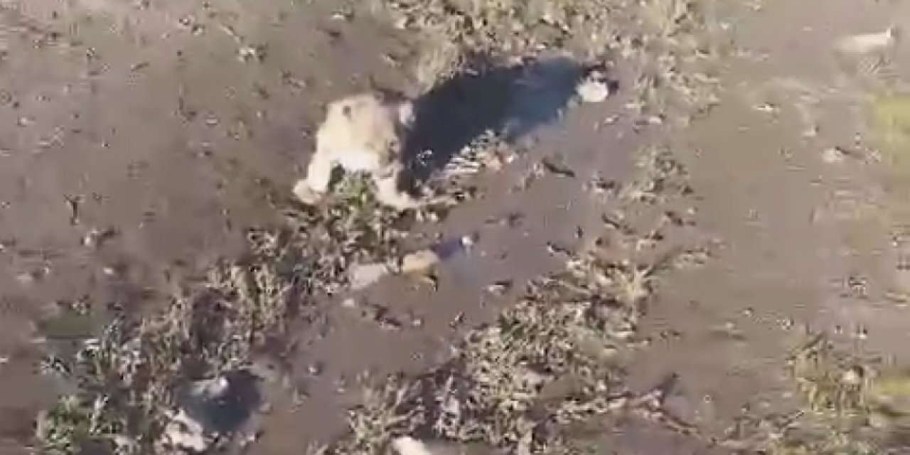 Yol Kenarına Yavru Aslan Bırakıldığı İhbarı, Jandarmayı Harekete Geçirdi