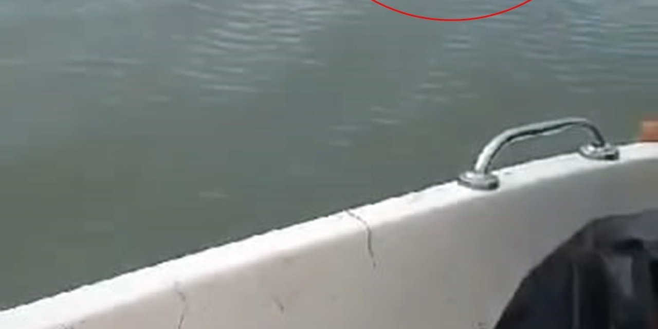 Elazığ’da Baraj Gölünü Yüzerek Geçen Bozayı Kamerada