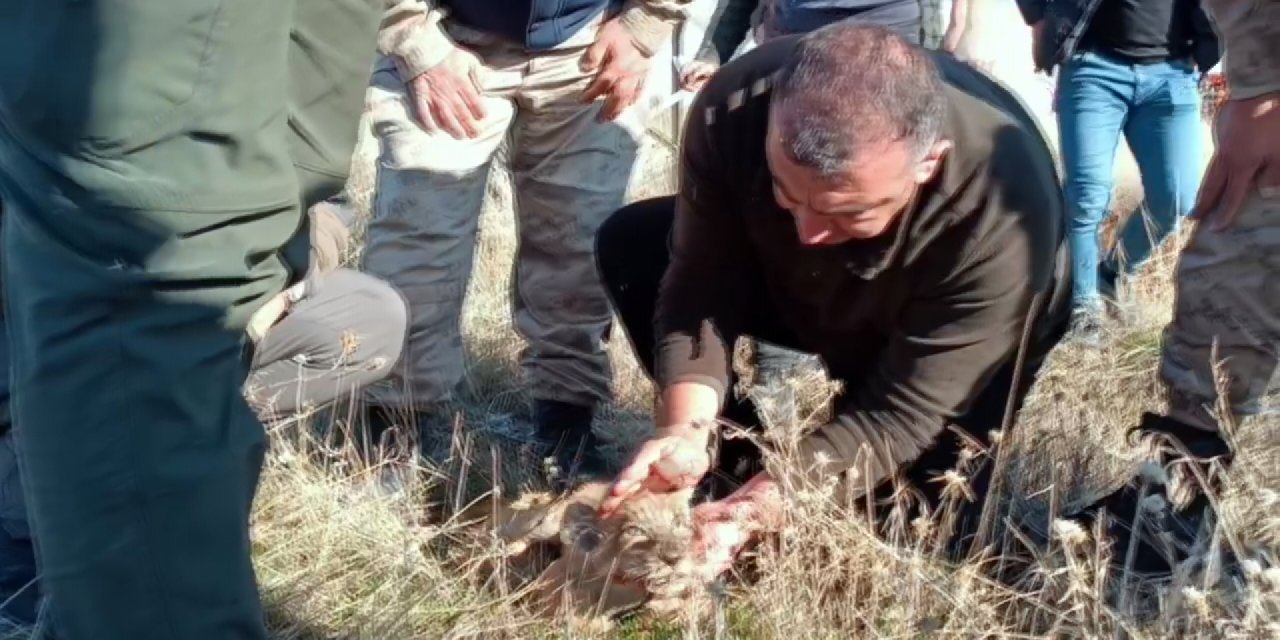 Yol Kenarına Yavru Aslan Bırakıldığı İhbarı, Jandarmayı Harekete Geçirdi (2)