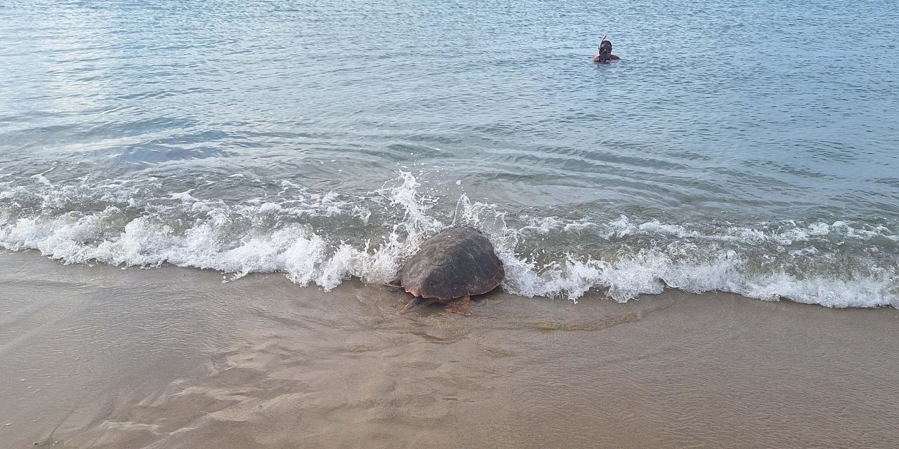 Tedavisi Tamamlanan 3 Deniz Kaplumbağası Kuşadası'ndan Törenle Denize Salındı