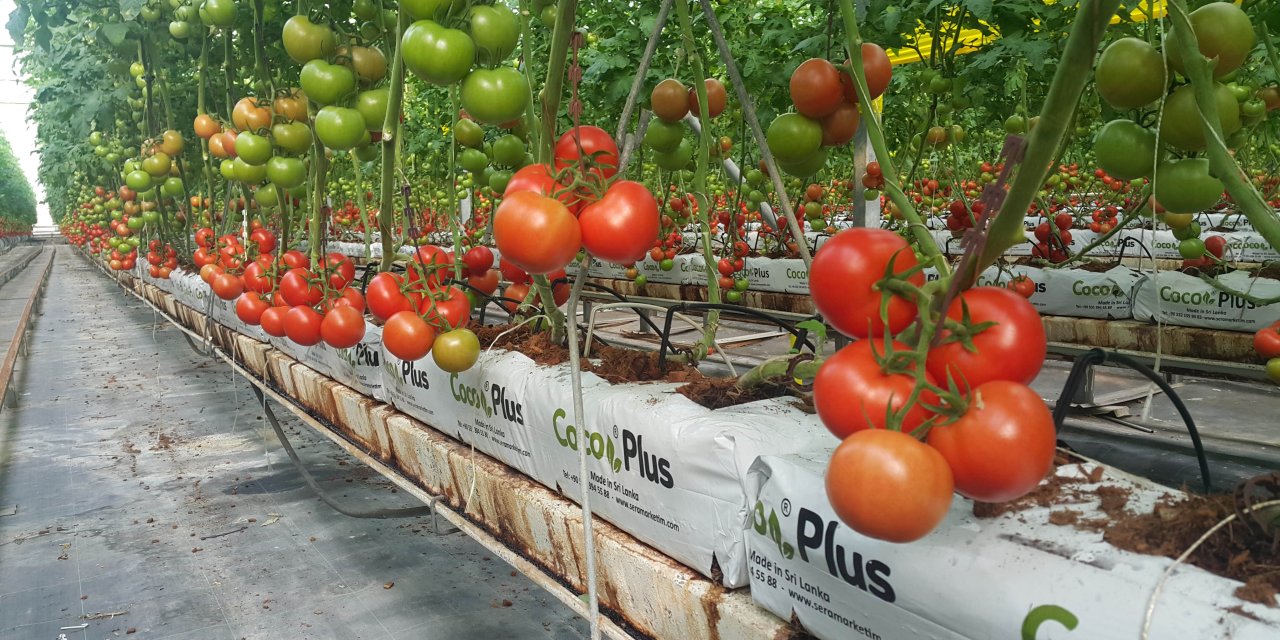 Antalya Topraksız Örtü Altı Tarımda Da Zirvede