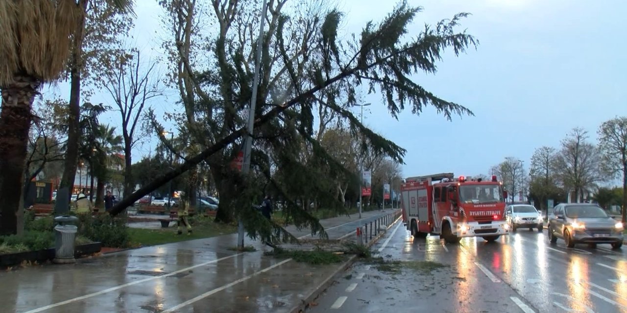 Maltepe'de Şiddetli Rüzgar Nedeniyle Ağaç Devrildi