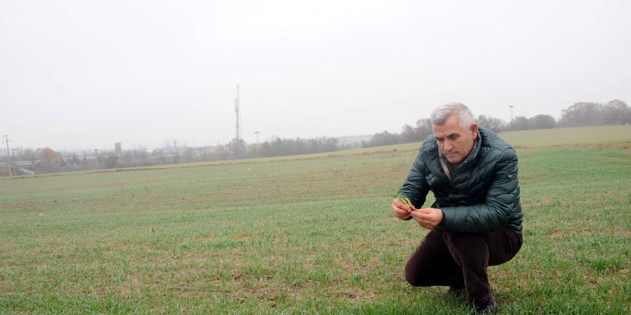 Prof. Dr. Kaya: Buğdayda Stres Ortadan Kalktı, Yüksek Verim Bekleniyor