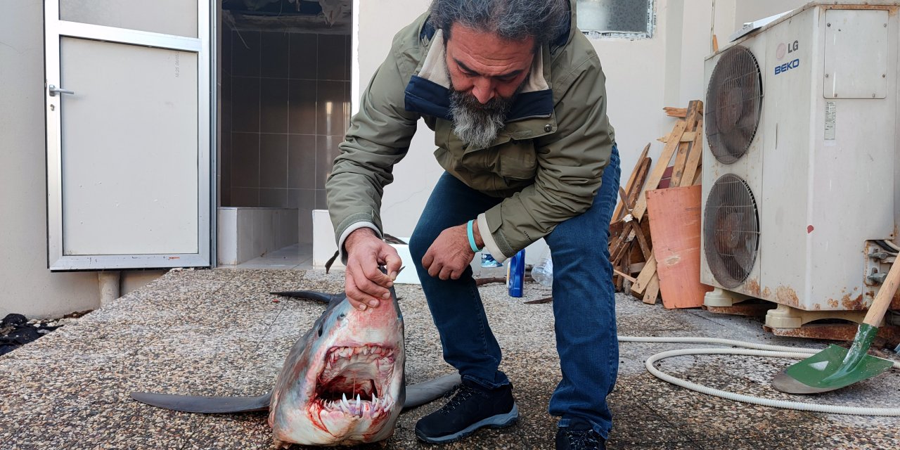 Mersin'de Kıyıya Vuran Nesli Tükenme Tehlikesi Altındaki Köpek Balığı Öldü