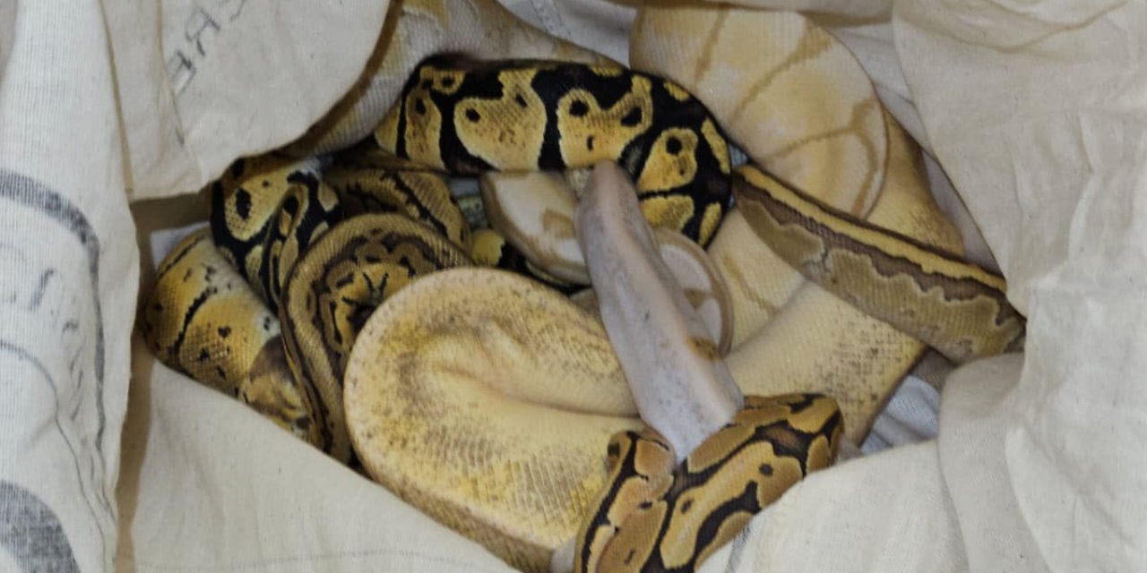 Kapıkule’de Otomobilde 33 Piton Ele Geçirildi