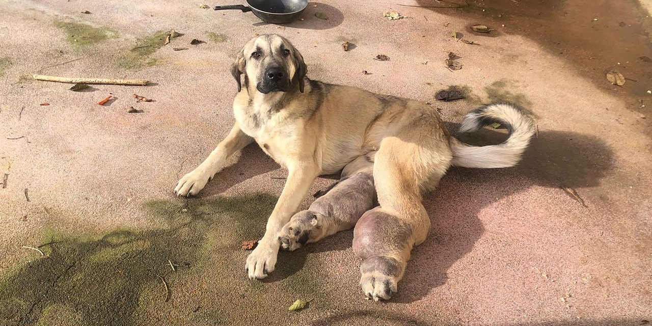 Rize’de hasta köpek tedavi için İstanbul'a gönderildi
