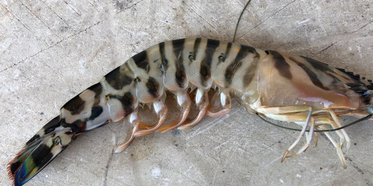 Balon Balığının İstila Ettiği Antalya Körfezi'nde Hamsi Sevinci