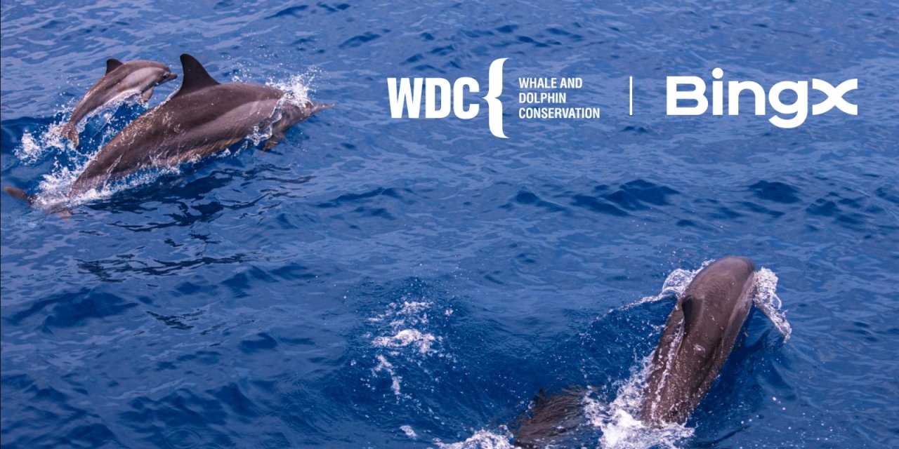 Bingx Yardım Kuruluşu’ndan, ‘Balina Ve Yunusları Koruma’ İle İş Birliği