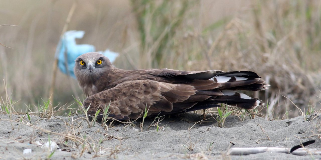 'Yırtıcı Kuşlar Tehdit Altında, Kayıtları Girmeyin' Çağrısı