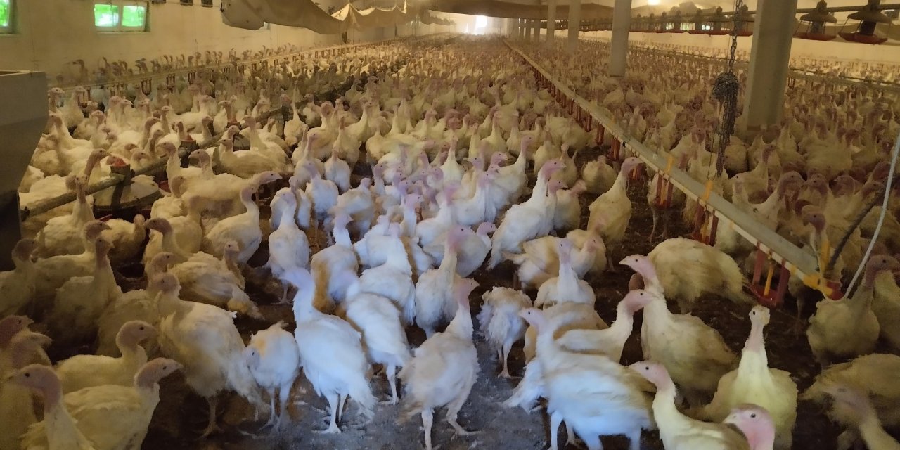 Bolu'da Yılbaşı İçin Hindi Üretimi Artırıldı