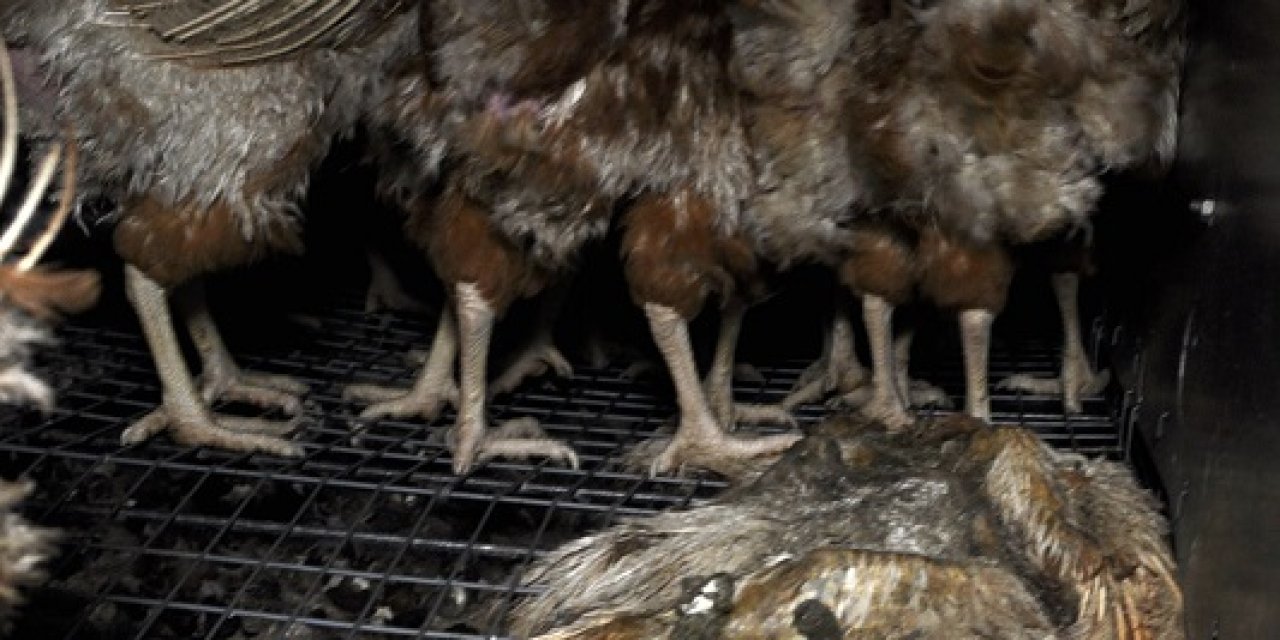 Rapor: 98 Firmadan 59'u Kafes Yumurtasını Terk Edeceğini Açıkladı