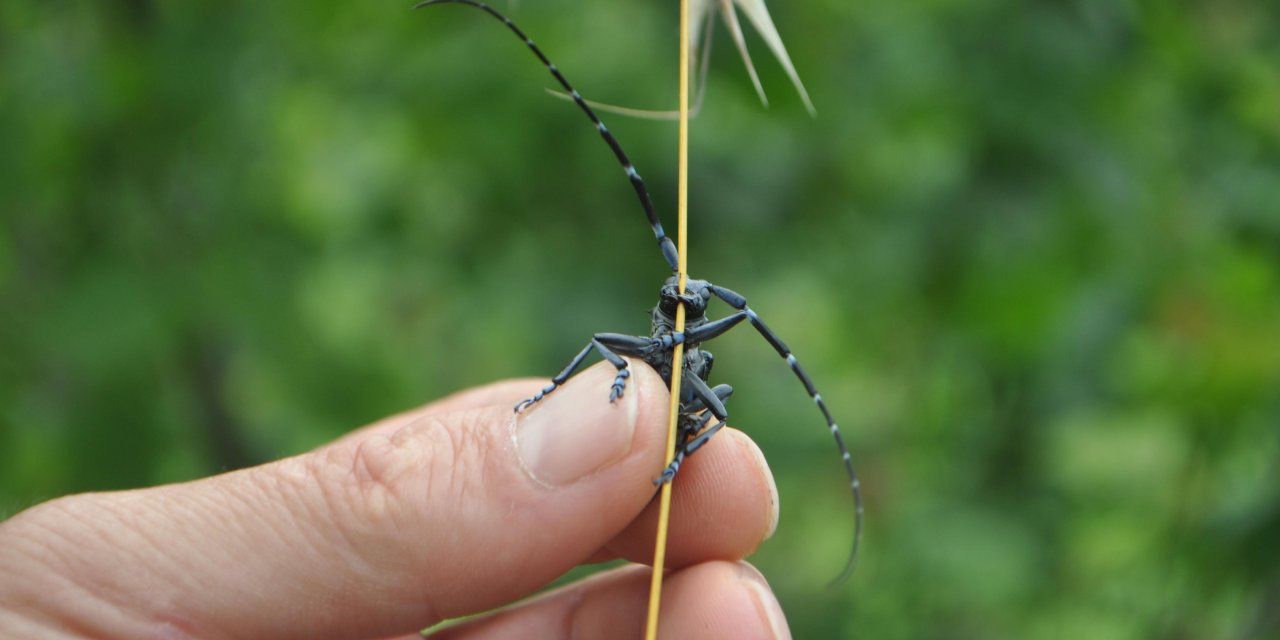 Fındıkta ‘Drakula’ Böceği Popülasyonunda Azalma