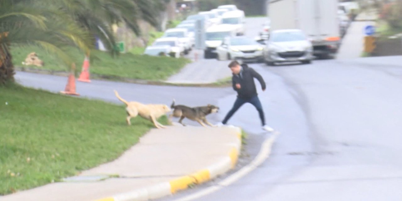 Bağcılar'da Başıboş Köpekler Yoldan Geçenlere Saldırdı