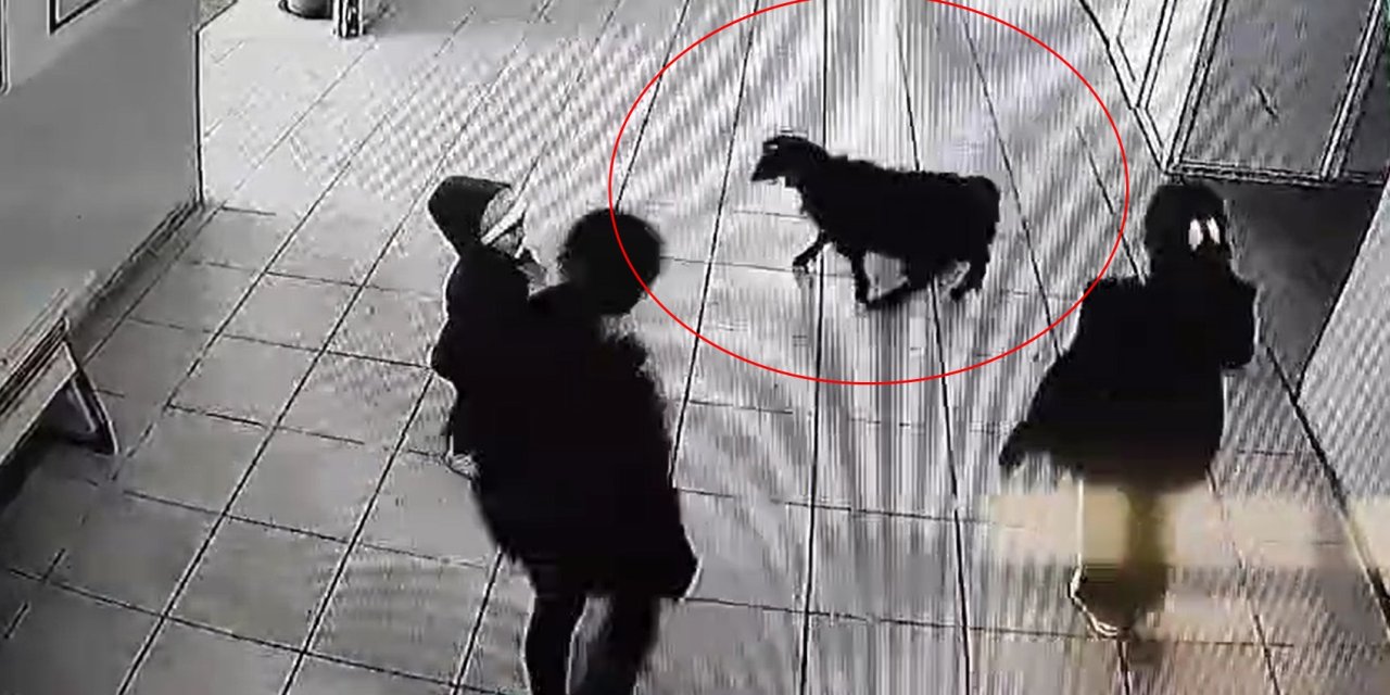 Keçi, Öğrencilerin Peşinden Okula Girdi; O Anlar Kamerada