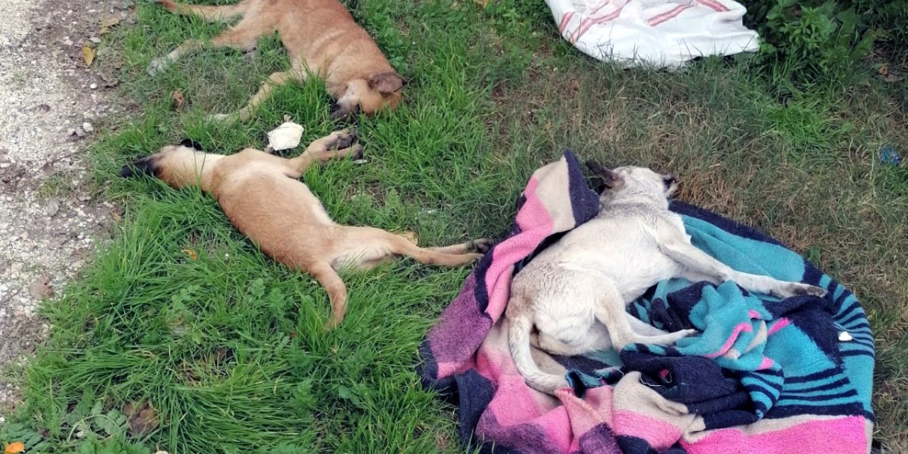 Tarsus'ta Zehirlenen 10 Köpek Öldü