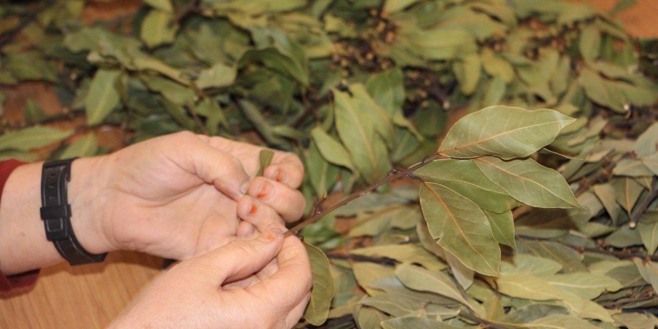 Defne Yaprakları, Kadınlar İçin Gelir Kapısı Oldu