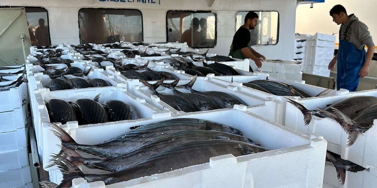 Tekirdağlı Balıkçılar, 30 Ton Torik Avladı